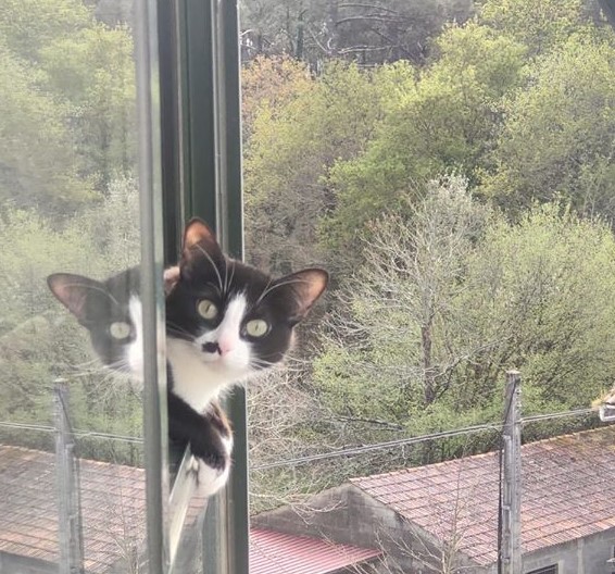Gato blanco y negro mira por una ventana, reflejado en el cristal; de fondo, un paisaje verde y rural. Ideal para marketing de hogar acogedor.
